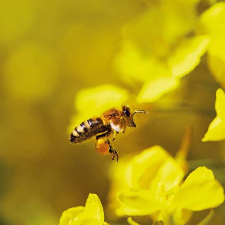 UNIVERSIDAD NACIONAL REALIZARÁ FERIA DE LAS ABEJAS