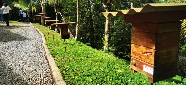 14 MÓDULOS PARA LA PRODUCCIÓN DE MIEL DE ABEJAS SIN AGUIJÓN ESTARÁN LISTOS A INICIOS DE AÑO