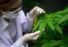 GOBIERNO FRENA PROYECTO DE CANNABIS MEDICINAL POR DEFICIENCIAS