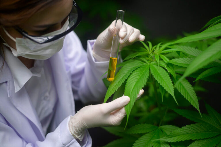 GOBIERNO FRENA PROYECTO DE CANNABIS MEDICINAL POR DEFICIENCIAS