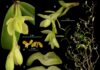 DESCUBREN 20 NUEVAS ESPECIES DE ORQUÍDEAS EN ÁREAS SILVESTRES PROTEGIDAS DEL PAÍS