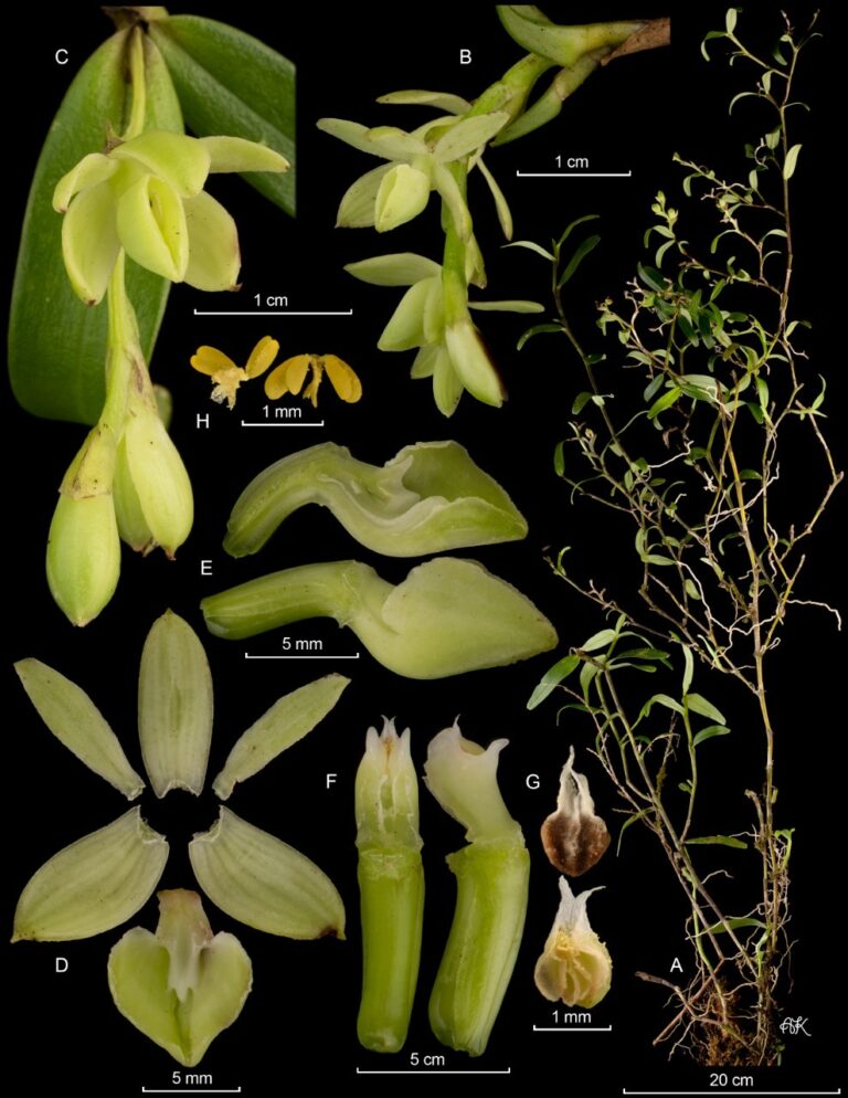 DESCUBREN 20 NUEVAS ESPECIES DE ORQUÍDEAS EN ÁREAS SILVESTRES PROTEGIDAS DEL PAÍS
