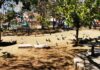ELIMINAN COMEDEROS PARA ANIMALES EN PARQUES HEREDIANOS