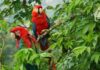 BAJO EL LEMA: “RECUPERAR A LAS ESPECIES CLAVE PARA LA RESTAURACIÓN DE ECOSISTEMAS», PAÍS CELEBRARÁ DÍA MUNDIAL DE LA VIDA SILVESTRE