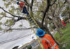 DESRAMAN 190 MIL METROS LINEALES CADA AÑO EN VERANO
