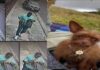 OIJ LO BUSCA POR LLEVARSE UNA PERRA