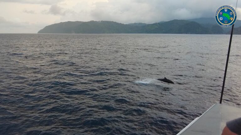 PARQUE NACIONAL ISLA DEL COCO DECLARADO SANTUARIO DE TIBURONES