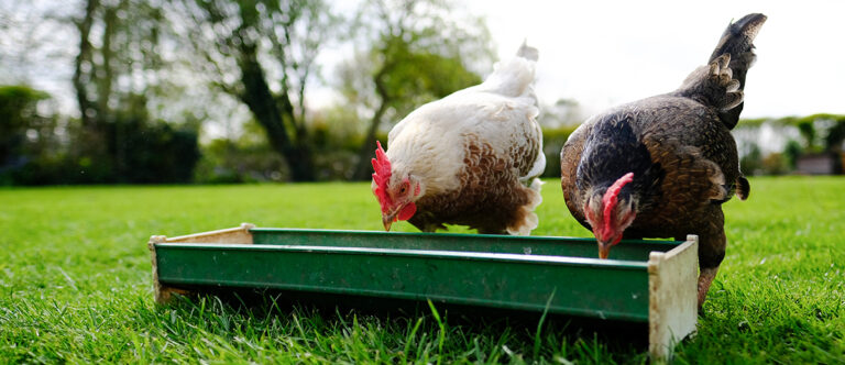 NUEVA GENERACIÓN DE FITASA PARA AVES Y CERDOS