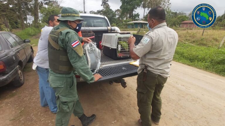 POLICÍA DECOMISA LORAS Y PERICOS QUE IBAN A VENDER