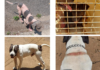DECOMISAN TRES PERROS POR MALTRATO ANIMAL