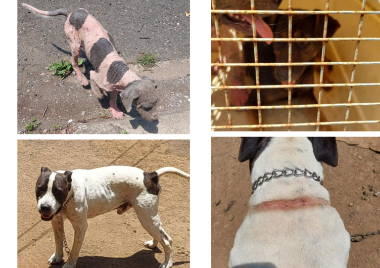 DECOMISAN TRES PERROS POR MALTRATO ANIMAL