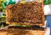 ABEJAS POLINIZAN EL 60% DE LAS PLANTAS CON FLORES