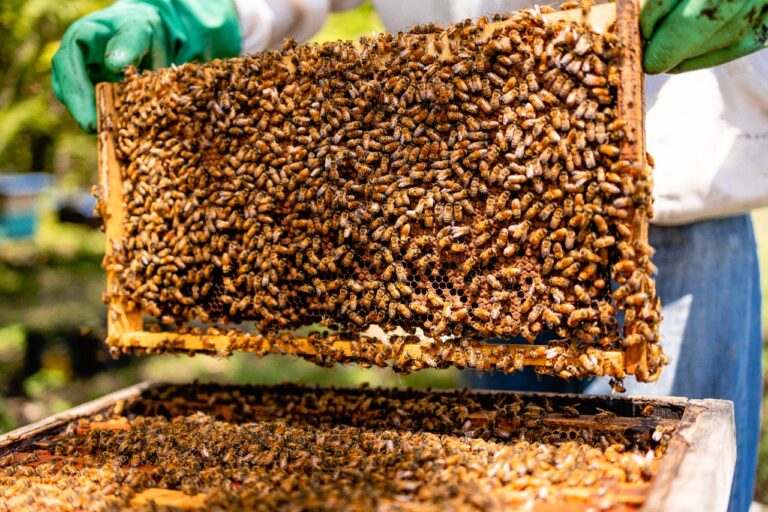 ABEJAS POLINIZAN EL 60% DE LAS PLANTAS CON FLORES