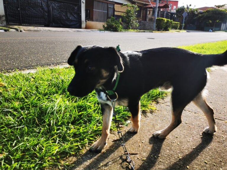 NO DESCUIDE LAS LESIONES EN LA PIEL DE LAS MASCOTAS