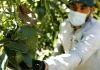 PAÍS LEVANTA MEDIDA PARA AGUACATES ORIGINARIOS DE PAÍSES DONDE HAY MANCHA DEL SOL