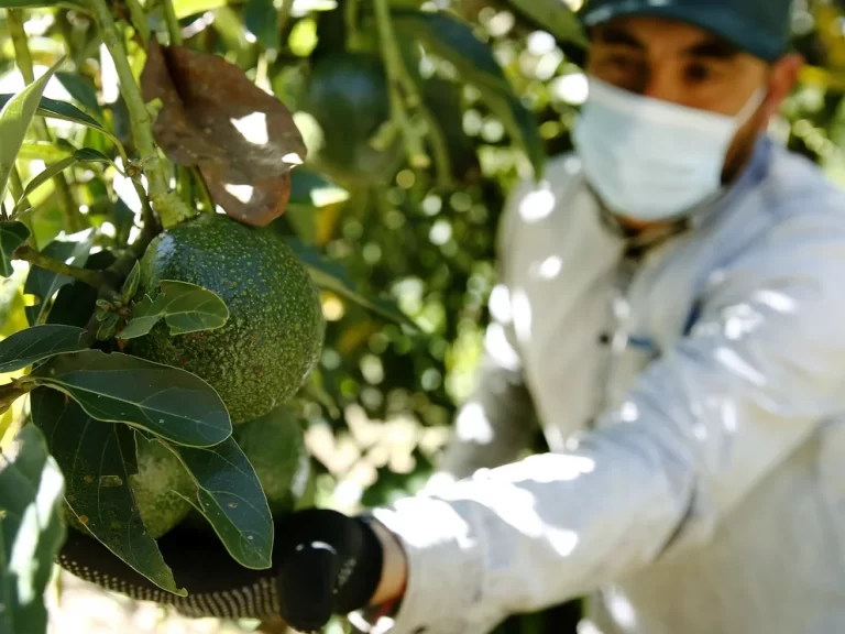 PAÍS LEVANTA MEDIDA PARA AGUACATES ORIGINARIOS DE PAÍSES DONDE HAY MANCHA DEL SOL