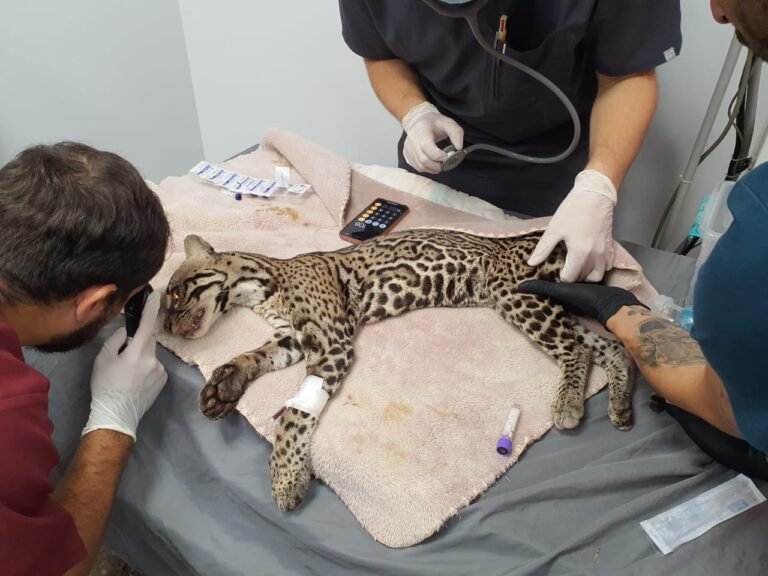 HOSPITAL DE LA UNA OPERA CAUCEL CON LESIONES EN SUS OJOS