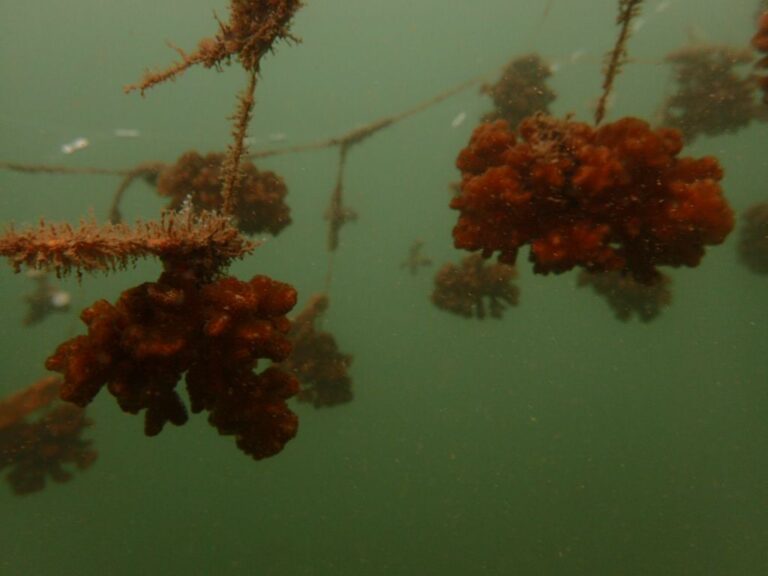 INA PROMUEVE RESTAURACIÓN DE CORAL EN SÁMARA