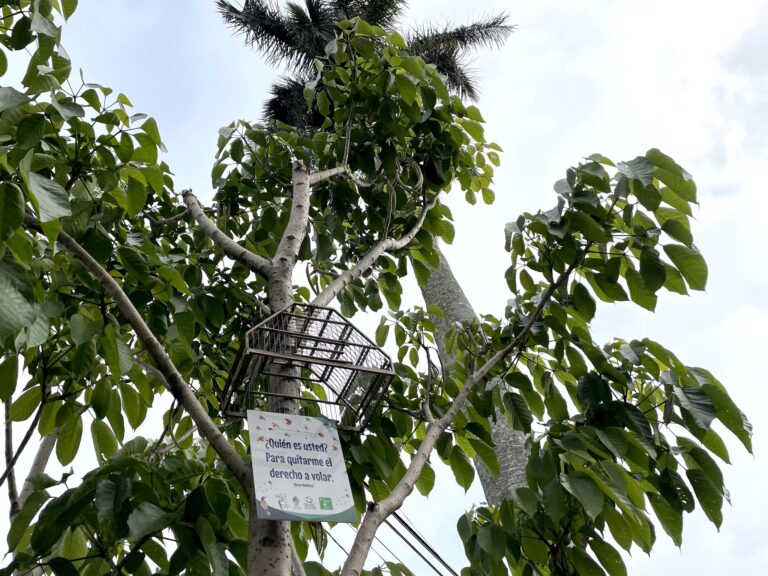 EN FLORES NO QUIEREN AVES ENJAULADAS