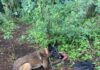 EN ALLANAMIENTO DETIENEN SUJETO EN SAN RAFAEL
