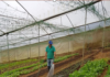 PROMOVERÁN LA PRODUCCIÓN ORGÁNICA EN EL PAÍS