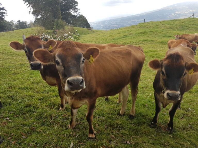 NUEVO ALIMENTO PARA GANADO TAMBIÉN APORTA BENEFICIOS AMBIENTALES