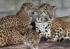 “JAGUARES NACIERON EN CAUTIVERIO, NO PUEDEN SER LIBERADOS”