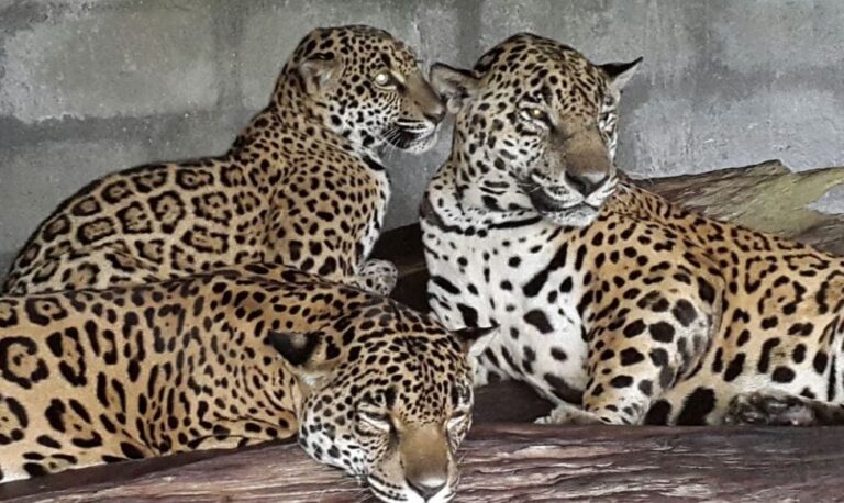 “JAGUARES NACIERON EN CAUTIVERIO, NO PUEDEN SER LIBERADOS”