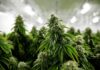 CONSUMO DE CANNABIS AUMENTA EN COSTA RICA PESE A PROHIBICIÓN, SEGÚN ESTUDIO