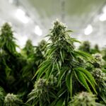 CONSUMO DE CANNABIS AUMENTA EN COSTA RICA PESE A PROHIBICIÓN, SEGÚN ESTUDIO