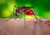 SALUD CONFIRMA PRIMER CASO DE DENGUE TIPO 4 EN EL PAÍS