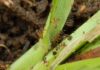 PLAGA DE HORMIGAS LOCAS PONE EN RIESGO CULTIVOS Y ANIMALES