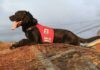 MUERE «KURT» PERRO RESCATISTA QUE SALVÓ MUCHAS VIDAS