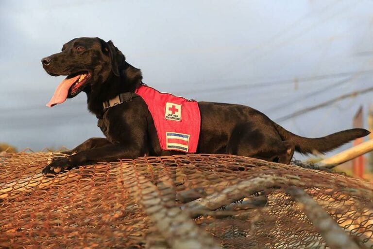 MUERE «KURT» PERRO RESCATISTA QUE SALVÓ MUCHAS VIDAS