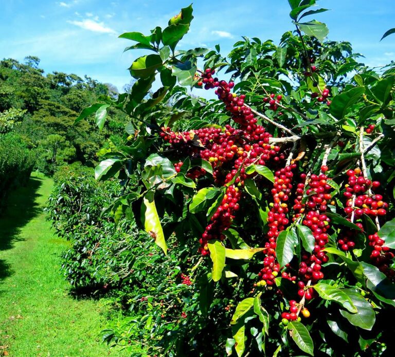¿QUIERE IR A COGER CAFÉ? ACÁ LE DECIMOS QUÉ HACER