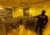 DECOMISAN PLANTAS, CAPULLOS Y DOSIS LISTAS DE MARIHUANA