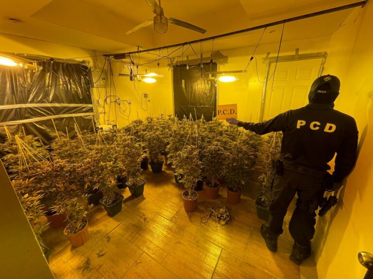 DECOMISAN PLANTAS, CAPULLOS Y DOSIS LISTAS DE MARIHUANA