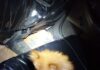 POLICÍA RESCATA PERRO ROBADO EN ALAJUELA