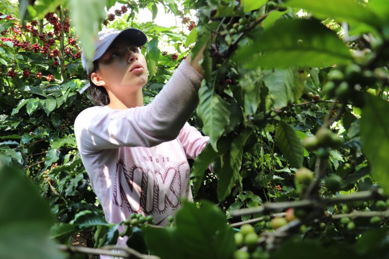 ¿EN BUSCA DE TRABAJO? ESTÁN BUSCANDO COGEDORES DE CAFÉ