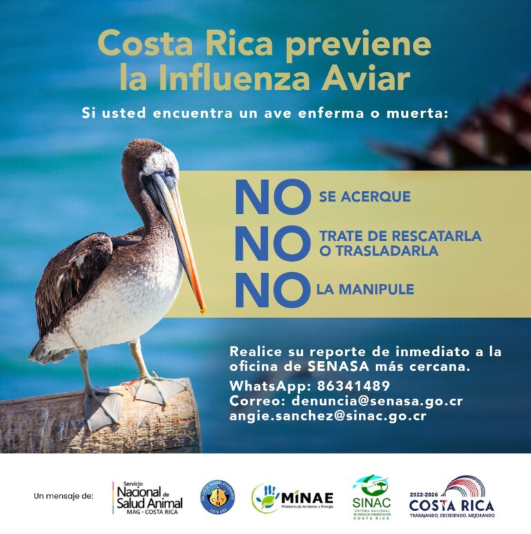 SENASA CONFIRMA PRIMEROS CASOS DE INFLUENZA AVIAR EN AVES SILVESTRES EN TERRITORIO NACIONAL