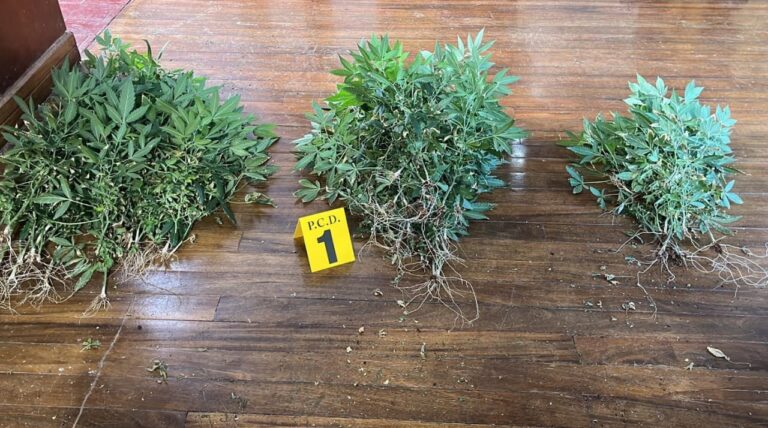 ALLANAN LABORATORIO DE MARIHUANA HIDROPÓNICA EN SAN RAFAEL DE HEREDIA