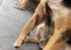 OTRO PERRITO HERIDO DE BALA