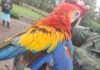 POLICÍA DE FRONTERAS RESCATA GUACAMAYA QUE ESTABA EN CAUTIVERIO