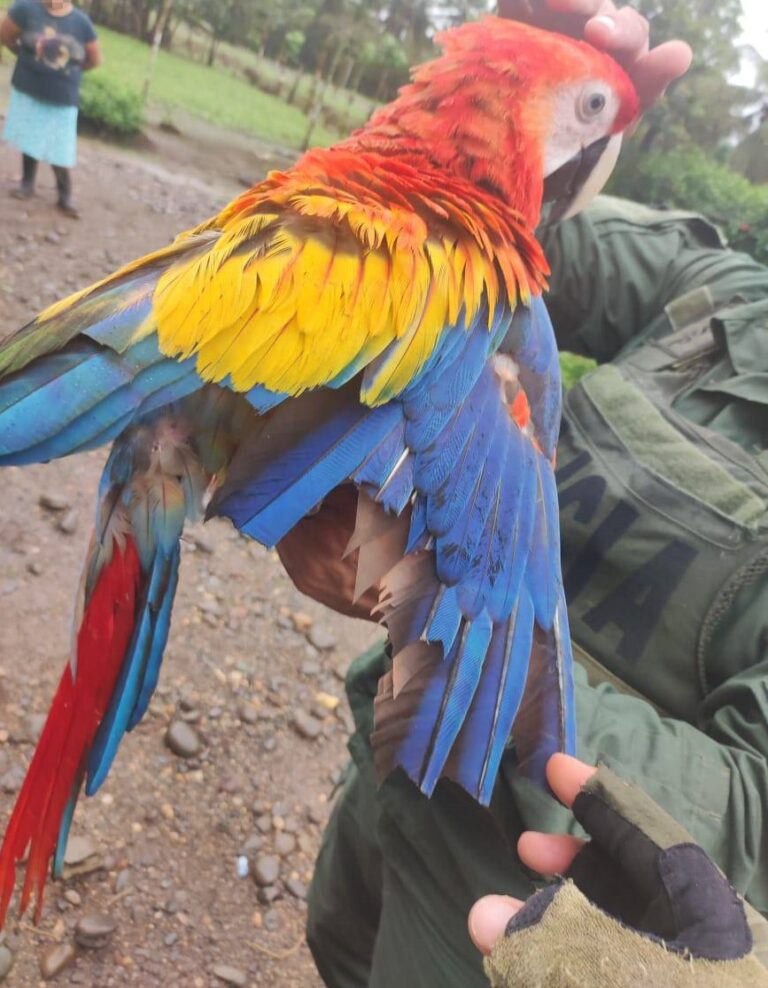 POLICÍA DE FRONTERAS RESCATA GUACAMAYA QUE ESTABA EN CAUTIVERIO