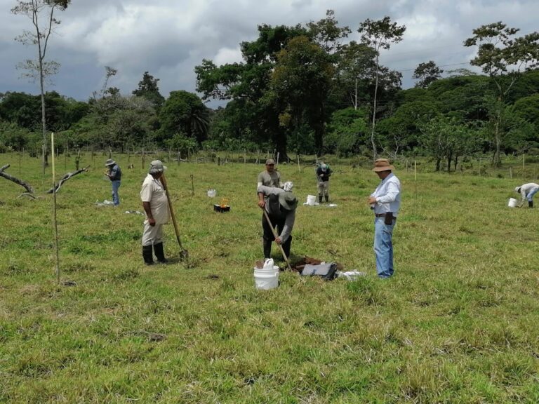 FINCAS GANADERAS RECARBONIZAN SUELOS