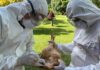SENASA DETECTA DOS NUEVOS FOCOS DE INFLUENZA AVIAR EN AVES SILVESTRES Y UNO EN DOMÉSTICAS