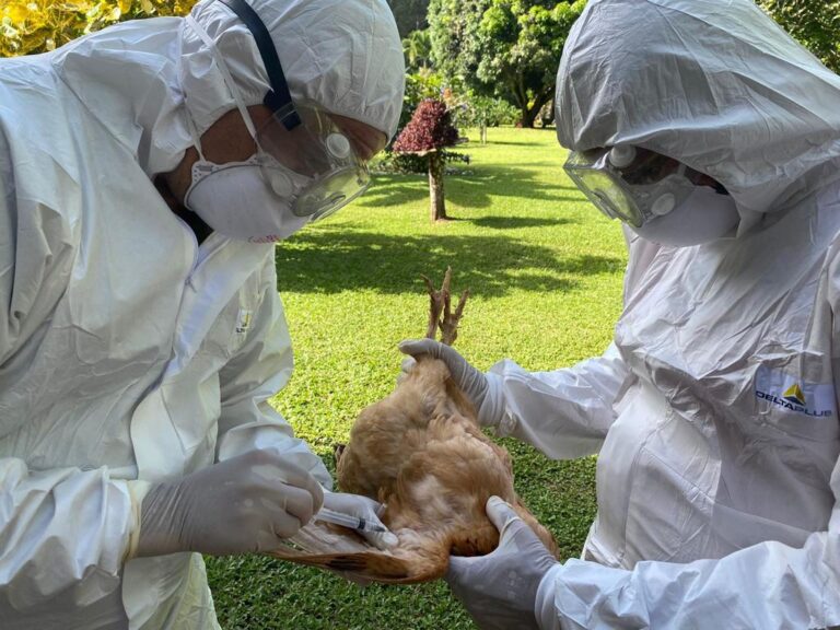 SENASA DETECTA DOS NUEVOS FOCOS DE INFLUENZA AVIAR EN AVES SILVESTRES Y UNO EN DOMÉSTICAS