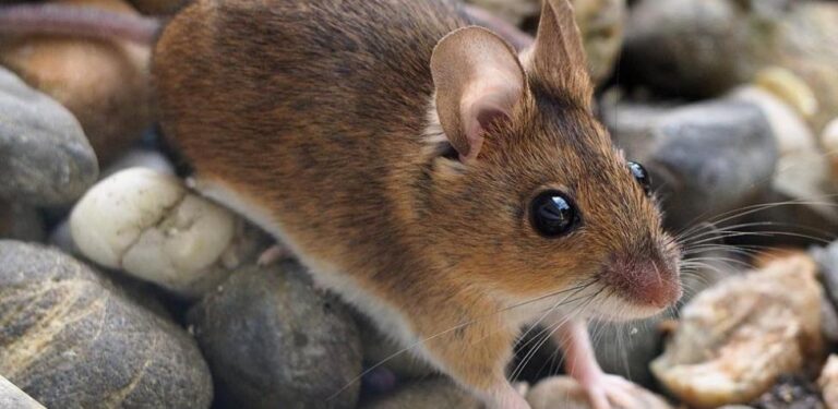 AUMENTAN LAS RATAS DE CAMPO