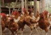 REANUDAN EXPORTACIONES DE PRODUCTOS AVÍCOLAS A NICARAGUA Y HONDURAS