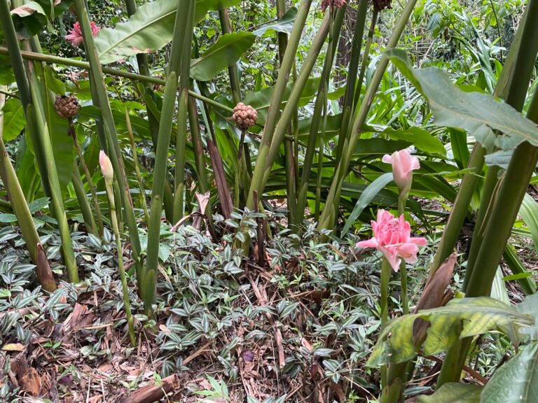 SEMBREMOS VIDA EN NUESTROS HOGARES